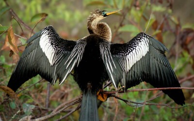 Birding Hotspots / Around the Barnett Reservoir