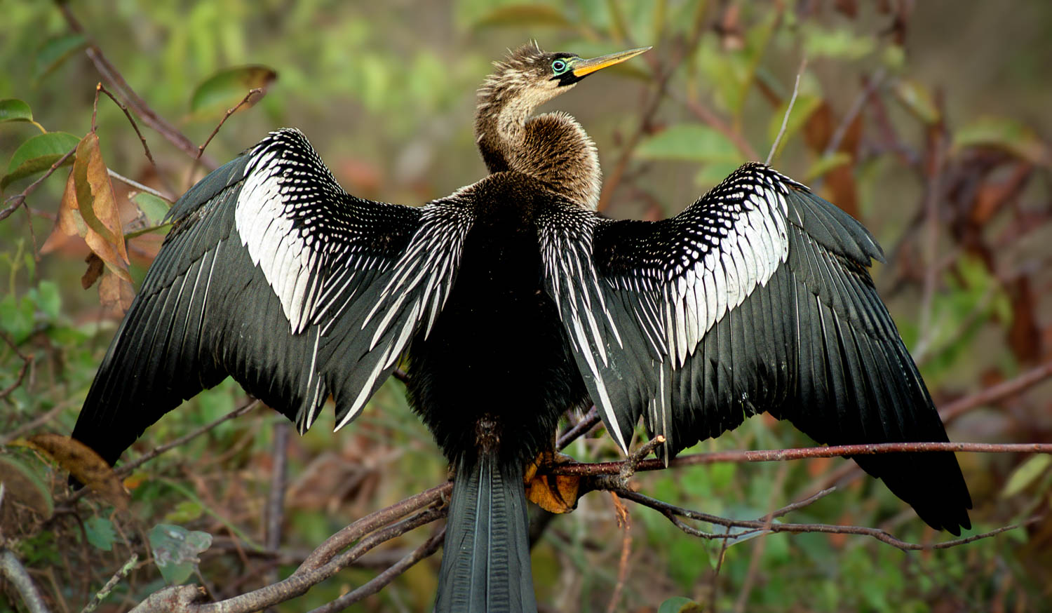 Birding Hotspots / Around the Barnett Reservoir