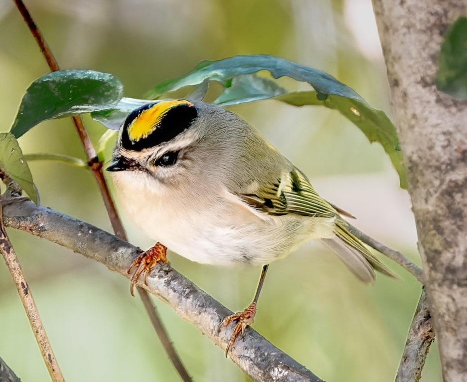 Birding Hotspots / Mahannah WMA