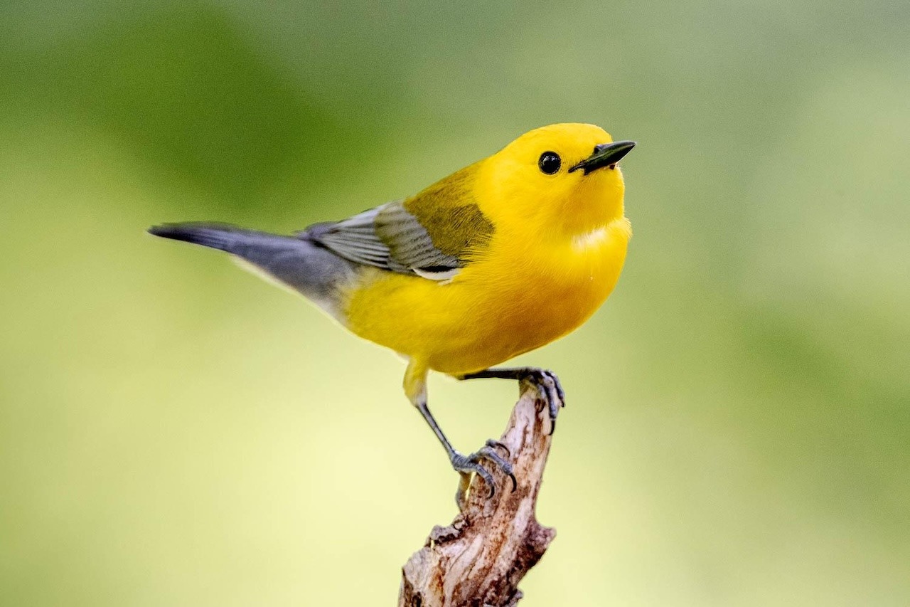 Jackson Audubon Prothonotary Warbler Research Project
