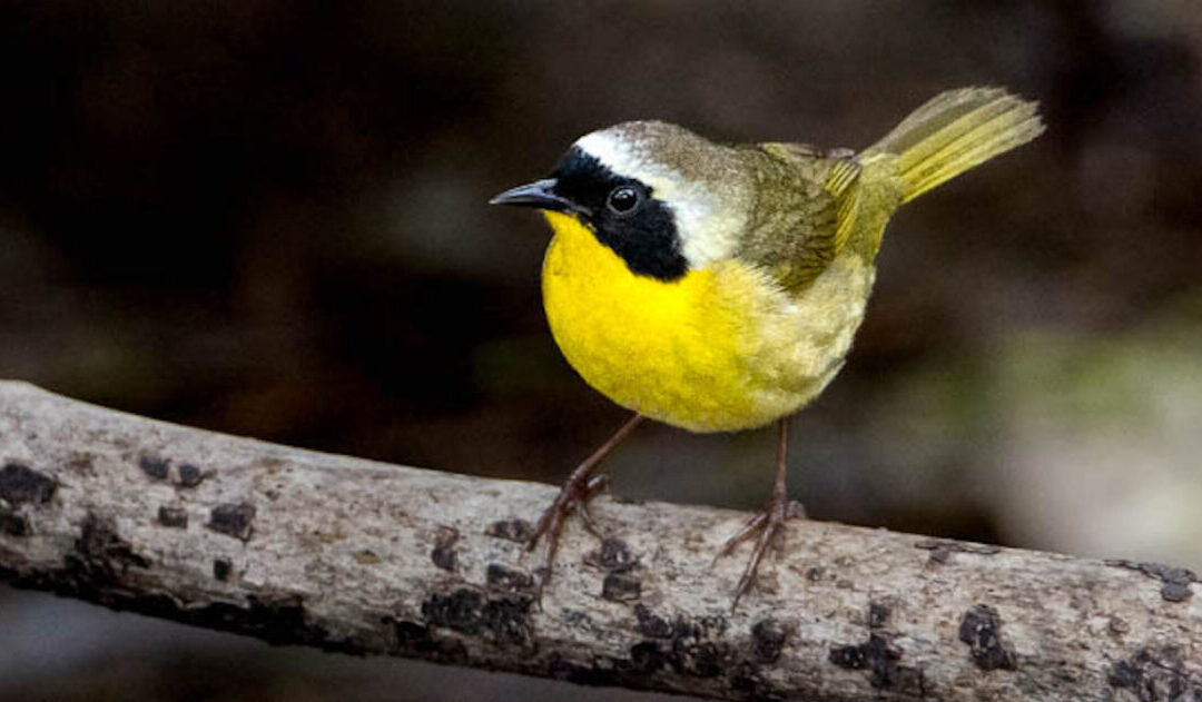 Birding Hotspots / Pearl River Waterfowl Refuge and Wildlife Management Area, Canton 