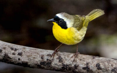 Birding Hotspots / Pearl River Waterfowl Refuge and Wildlife Management Area, Canton 