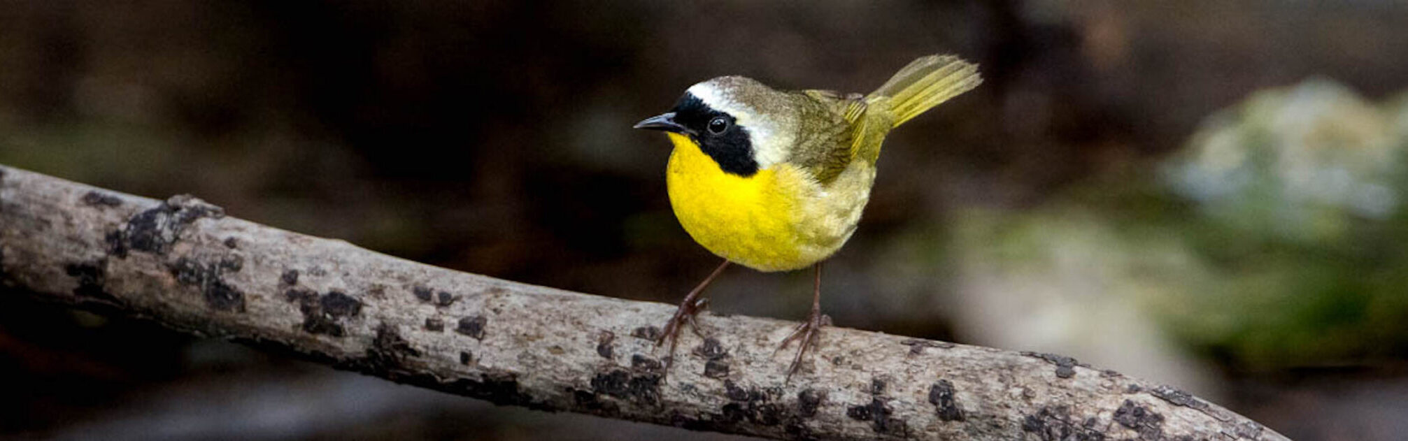Birding Hotspots / Pearl River Waterfowl Refuge and Wildlife Management Area, Canton