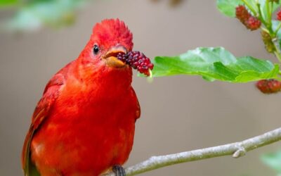 Jackson Audubon Bird Camp For Kids