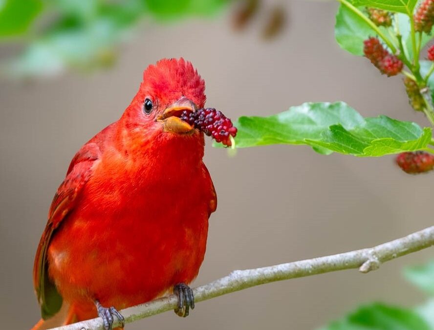 Jackson Audubon Bird Camp For Kids